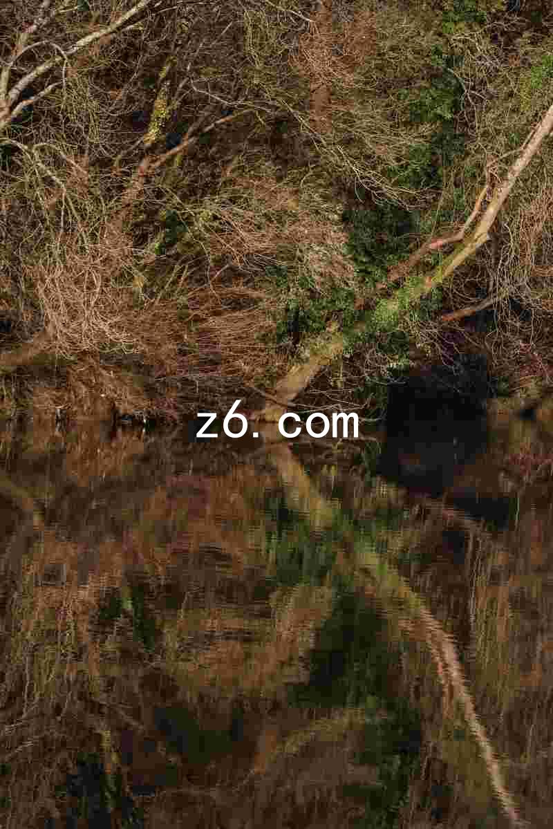 z6.com